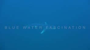0477_Blue shark topview