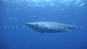 0478_Blue shark closing eye