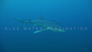 0479_Blue shark passing camera