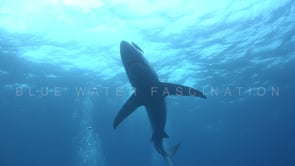 0480_Blue shark swimming towards camera