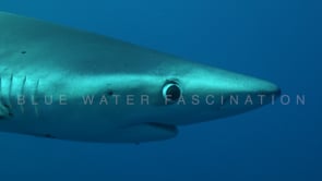 0482_blue Shark feeding