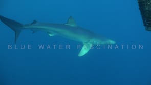 0485_Blue shark swimming around bait box