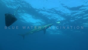 0486_Blue shark feeding