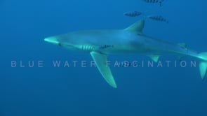0487_Blue shark with pilotfishes