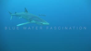 0489_Blue shark close up