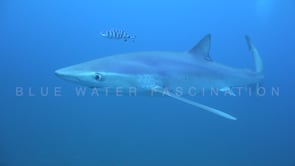 0481_Blue shark and diver