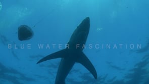 0483_Blue shark feeds on bait