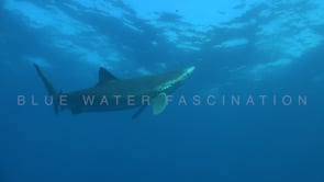 0484_Blue shark feeding on bait
