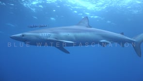 0488_Blue shark passing under boat