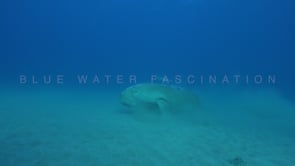 1777_dugong resting on sand