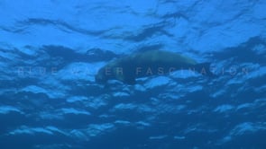 1778_Dugong swimming below surface