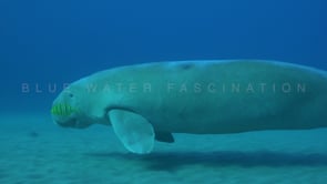1779_Dugong walking and swimming over sand