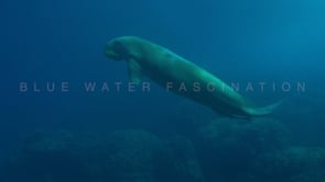 1781_dugong swimming over coral reef