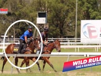 Wild Ruler x Sing A Rainbow Colt At The Breakers