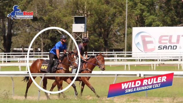 Wild Ruler x Sing A Rainbow Colt At The Breakers