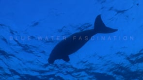 1780_Dugong silhouette