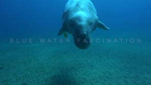 1776_dugong passing camera close