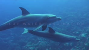 0212_Two Dolphins