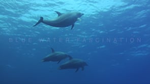 0213_Dolphins