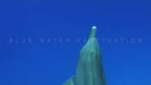 0214_Dolphin