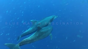 0410_Dolphins giving high five