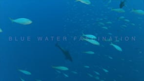 0415_Dolphin feeding on fish