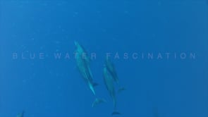 0417_Pod of dolphins