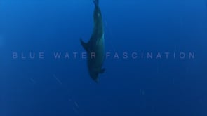 0420_Dolphin in Socorro Islans