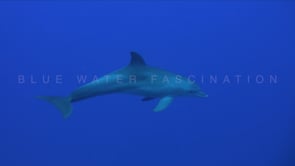 1856_Dolphin passing close