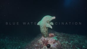 2117_Dolphin statue