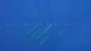 2141_Dolphins and sun rays