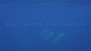 2142_Dolphins coming up to surface