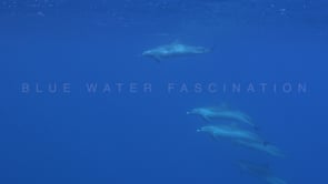 2143_ Dolphins surfacing