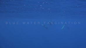 2144_Dolphins swimming below surface