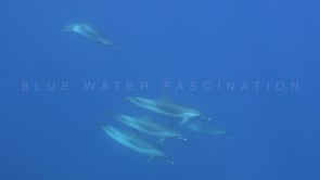 2146_Dolphins swimming below surface