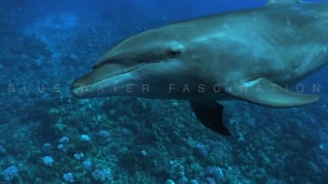 2492_Dolphin super close up looking into camera showing it's eye