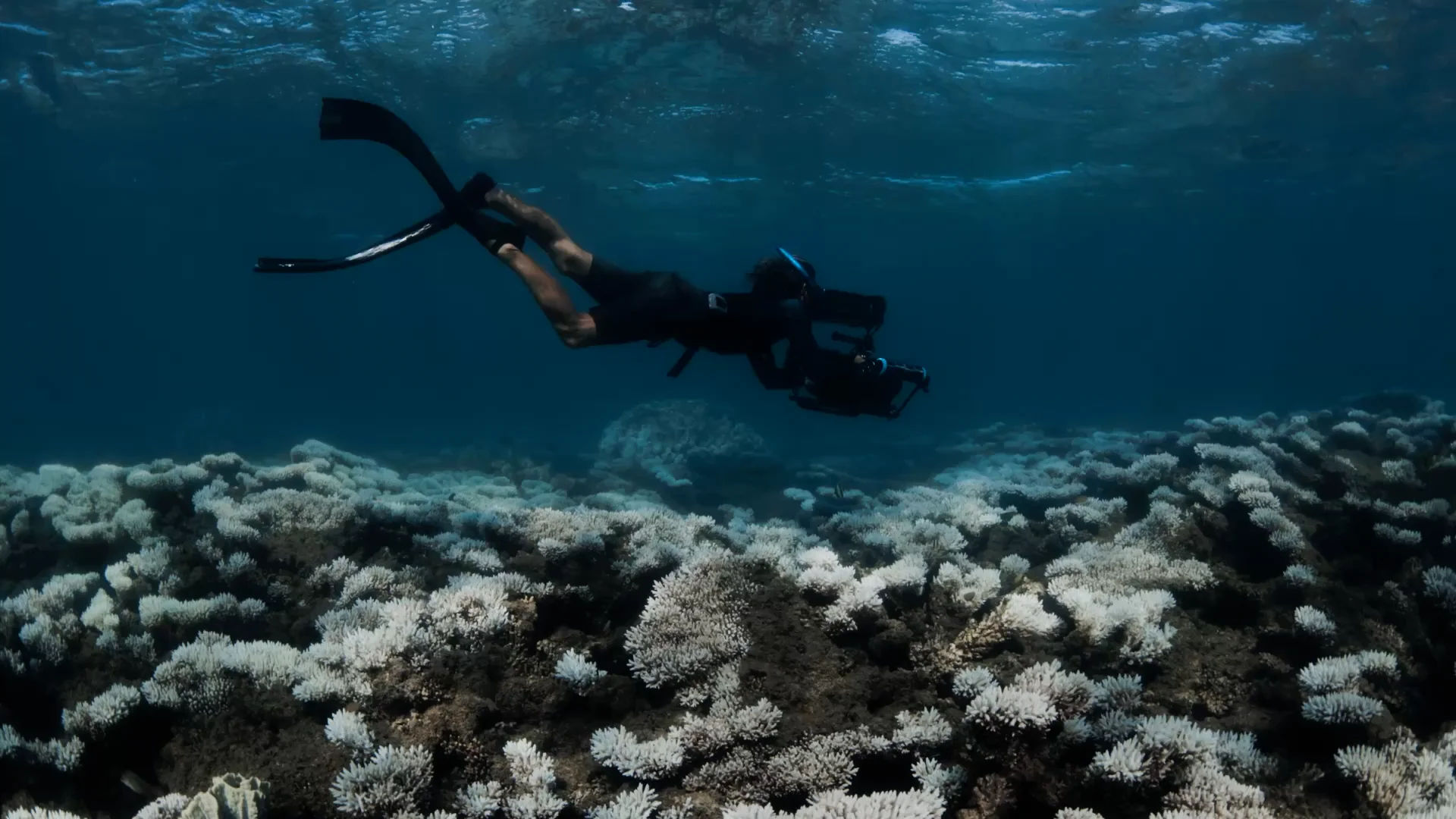 Severe bleaching leaves swathes of coral on brink of death