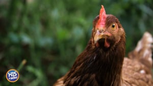 The Chicken or The Egg