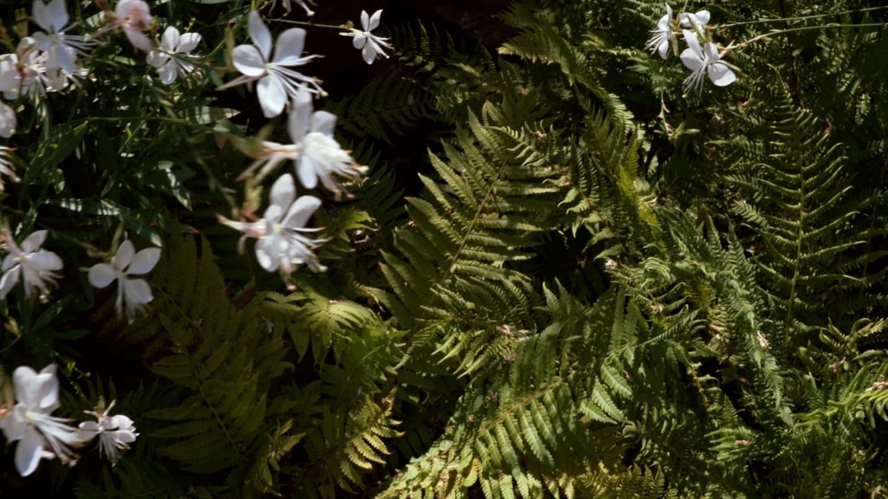 250219_DasEhepaar_Pool_16-9_PR4444.mov_CC.mov_h264