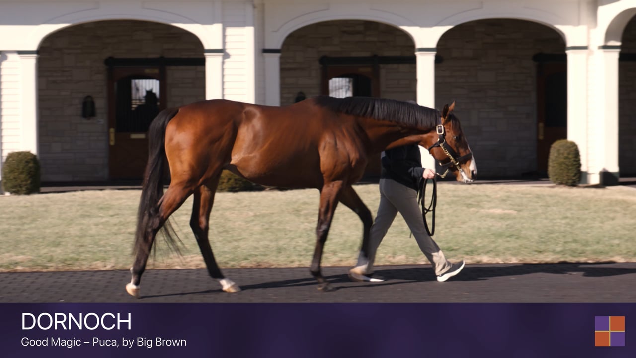 Dornoch | Walking Video