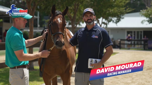 Lot 2 Home Affairs x Aaralyn F David Mourad