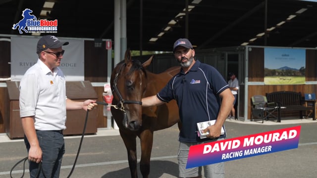 Lot 196 Zousain x Erin's Element C David