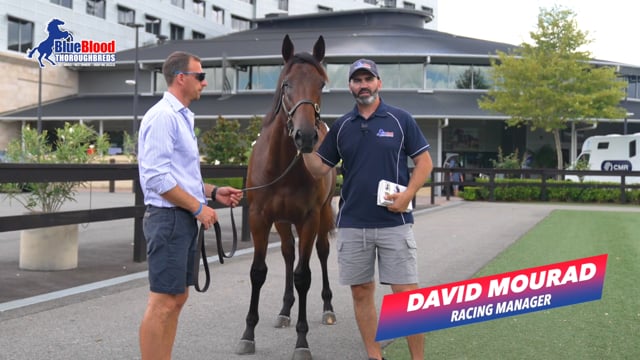 Lot 14 Harry Angel x All Over Casanova C David 2