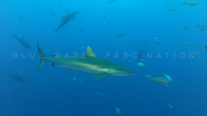 0416_Silky shark swimming through dolphins