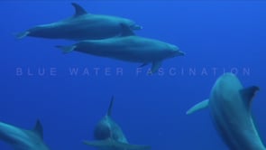 0211_Dolphins swimming in the Red Sea
