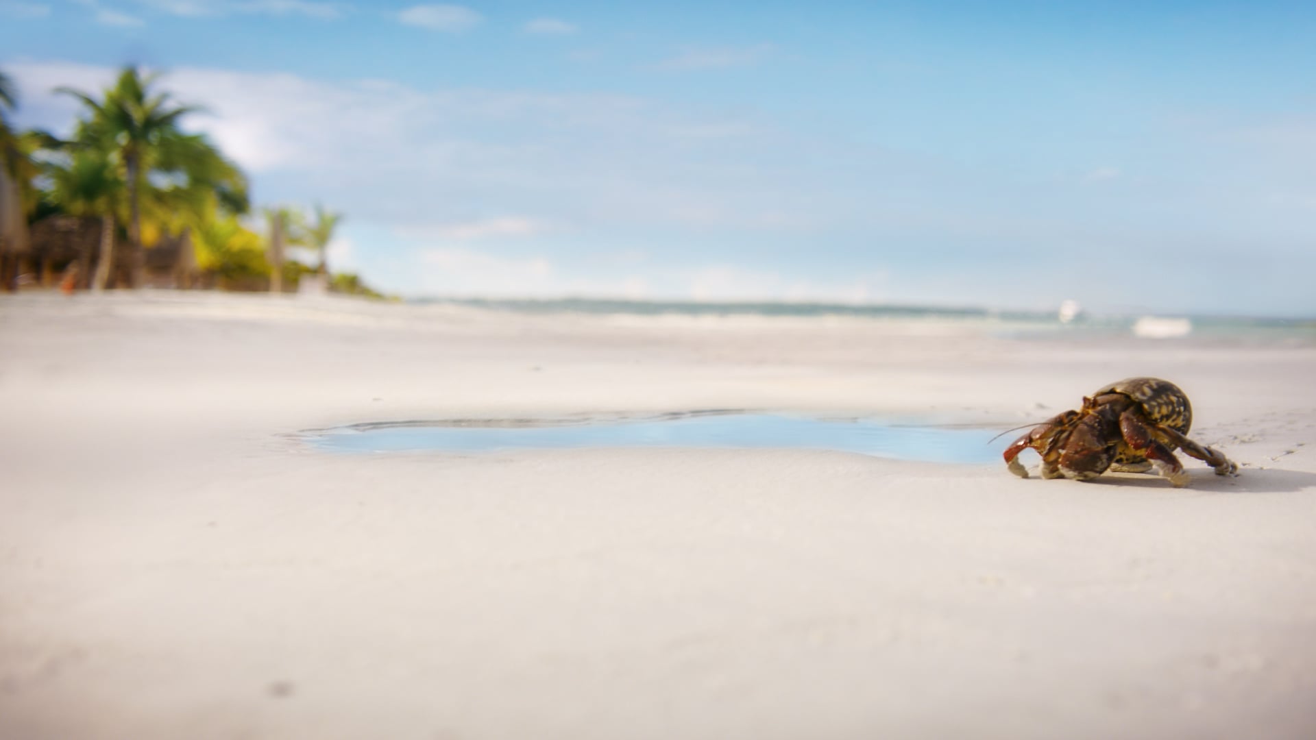 Hermit_Crab
