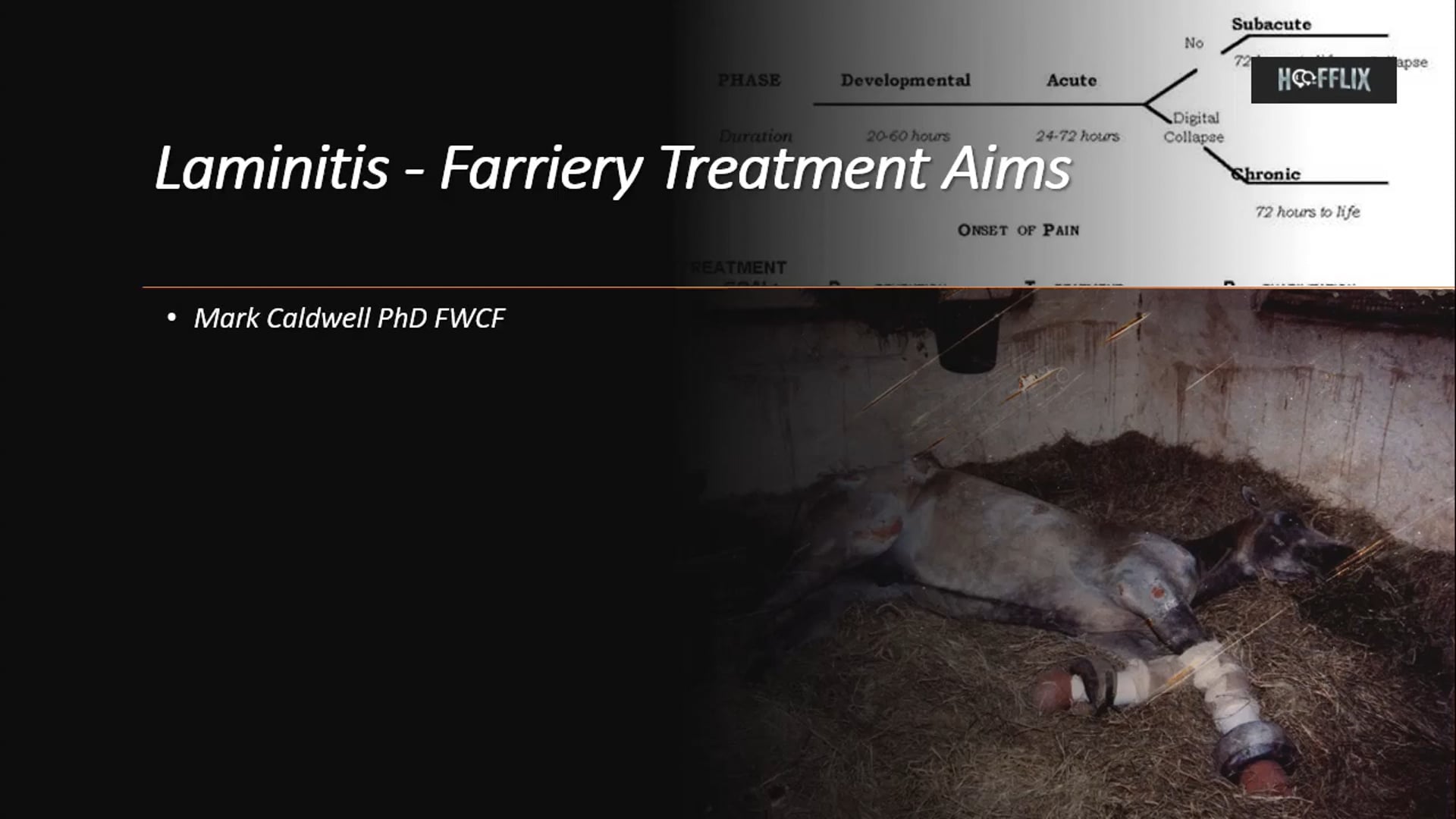 Laminitis Farriery Treatment Aims