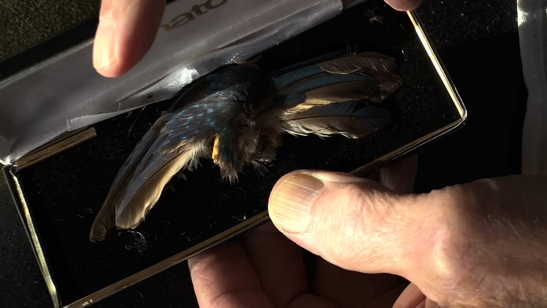 THE KINGFISHER’S WINGS