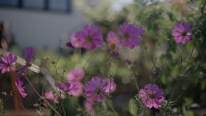 Black Sanctuary Gardens - Cultivating Place - Trailer