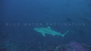 0624_Blacktip Reef Shark